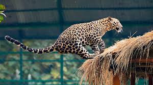 images - 2025-12-18T150840.894 Leopard Attack in Sopore Leaves Seven Sheep Dead Triggers Fear