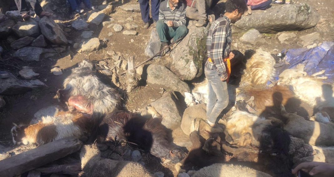 639051782318040173_IMG-20260128-WA0001 Landslide Kills Dozens of Livestock in Jammu Kashmir