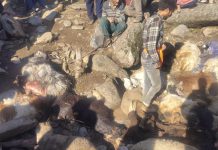 Landslide Kills Dozens of Livestock in Jammu Kashmir Landslide Kills Dozens of Livestock in Jammu Kashmir