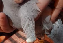 ‘Suspicious’ Pigeon Caught Near LoC in Jammu’s Akhnoor Sector ‘Suspicious’ Pigeon Caught Near LoC in Jammu’s Akhnoor Sector