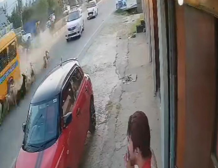 Goats Killed as School Bus Rams into Herd in North Kashmir