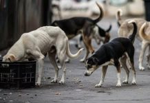 Stray Dogs Case: SC Directs Chief Secretaries Of States, UTs To Appear Before It On Nov 3 Stray Dogs Case: SC Directs Chief Secretaries Of States, UTs To Appear Before It On Nov 3