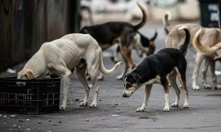 dogs Stray Dogs Case: SC Directs Chief Secretaries Of States, UTs To Appear Before It On Nov 3