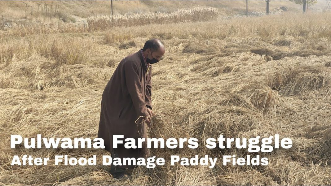 Kakapora Farmers Struggle Amid Unharvested, Flood-Damaged Crops