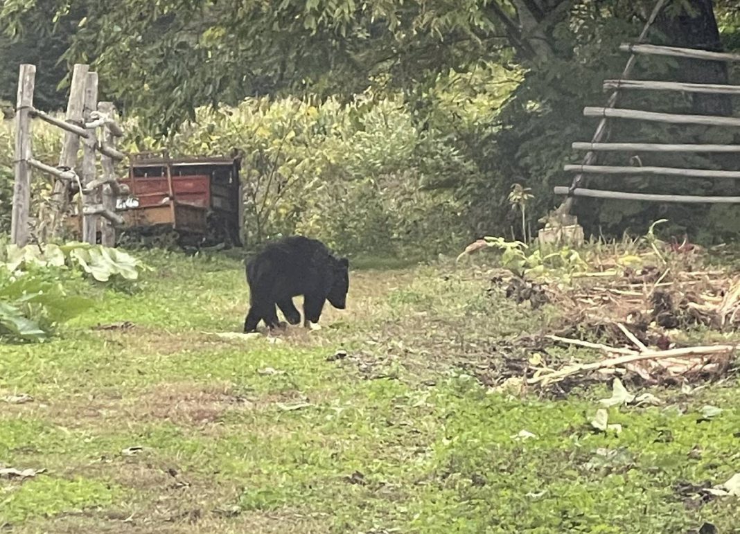 Two Injured In Separate Bear Attacks In J&K’s Doda Two Injured In Separate Bear Attacks In J&K’s Doda