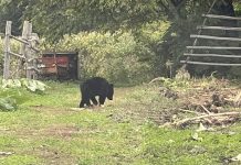Two Injured In Separate Bear Attacks In J&K’s Doda Two Injured In Separate Bear Attacks In J&K’s Doda