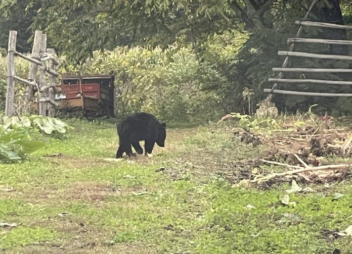 Two Injured In Separate Bear Attacks In J&K’s Doda