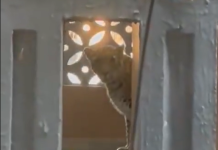 Leopard Enters Homes in Bhayandar East, Injures At Least Five Leopard Enters Homes in Bhayandar East, Injures At Least Five