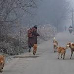 J&K Sounds Safety Alert : ULBs Get Two Weeks to Fortify Public Institutions Against Stray Dogs J&K Sounds Safety Alert : ULBs Get Two Weeks to Fortify Public Institutions Against Stray Dogs