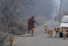 J&K Sounds Safety Alert : ULBs Get Two Weeks to Fortify Public Institutions Against Stray Dogs J&K Sounds Safety Alert : ULBs Get Two Weeks to Fortify Public Institutions Against Stray Dogs