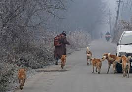 J&K Sounds Safety Alert : ULBs Get Two Weeks to Fortify Public Institutions Against Stray Dogs J&K Sounds Safety Alert : ULBs Get Two Weeks to Fortify Public Institutions Against Stray Dogs