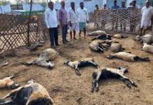Wild Animal Attack Kills 25 Sheep in Kupwara’s Mawer Village Wild Animal Attack Kills 25 Sheep in Kupwara’s Mawer Village