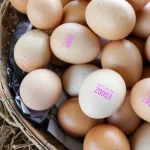 Eggoz Egg Controversy Sparks National Outrage Eggoz Egg Controversy Sparks National Outrage