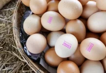 Eggoz Egg Controversy Sparks National Outrage Eggoz Egg Controversy Sparks National Outrage