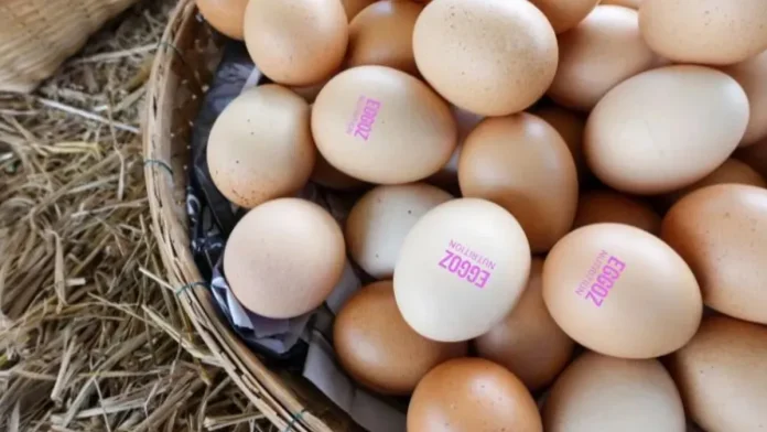 main Eggoz Egg Controversy Sparks National Outrage