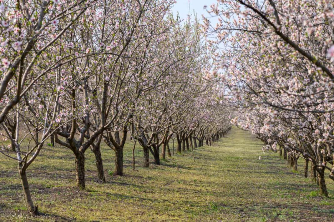 High-Density Almond Plantations Proposed for Hilly Areas Including Kashmir Valley