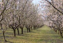 High-Density Almond Plantations Proposed for Hilly Areas Including Kashmir Valley High-Density Almond Plantations Proposed for Hilly Areas Including Kashmir Valley