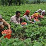 Government Cracks Down on Jobless Growth Rolls Out Massive Support for Farmers Government Cracks Down on Jobless Growth Rolls Out Massive Support for Farmers