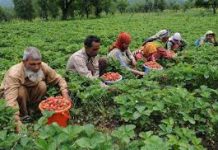 Government Cracks Down on Jobless Growth Rolls Out Massive Support for Farmers Government Cracks Down on Jobless Growth Rolls Out Massive Support for Farmers