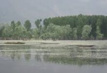 1.35 Lakh Willows Removed at Wular, Over 19 Lakh Plants Raised: Govt 1.35 Lakh Willows Removed at Wular Over 19 Lakh Plants Raised: Govt