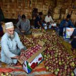Apple Growers in J&K Fear 50% Income Loss Amid India–US Trade Deal Apple Growers in J&K Fear 50% Income Loss Amid India–US Trade Deal